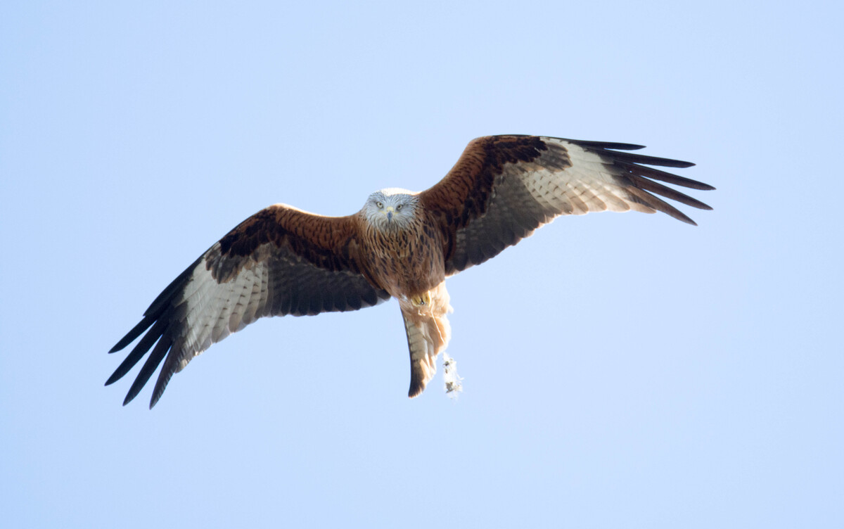 Red Kite Flying